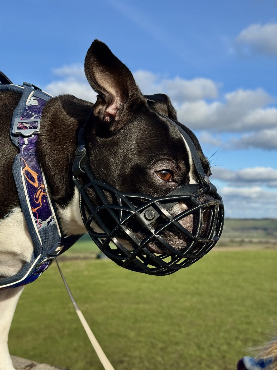 Boston Terrier wearing a muzzle outdoors