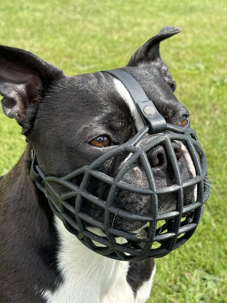 Boston Terrier wearing a custom black 3D printed muzzle