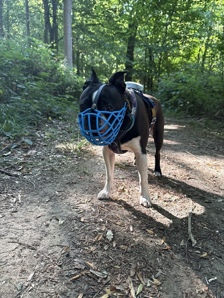 Albie wearing his latest blue custom muzzle on a woodland walk
