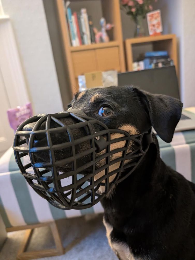 Founding dog wearing a black custom muzzle at home